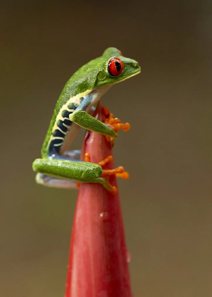RED-EYED_TREE_FROG_03.jpg