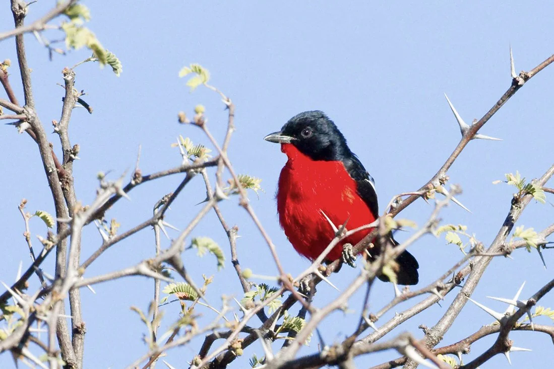 CRIMSON_BREASTED_SHRIKE_05.jpg