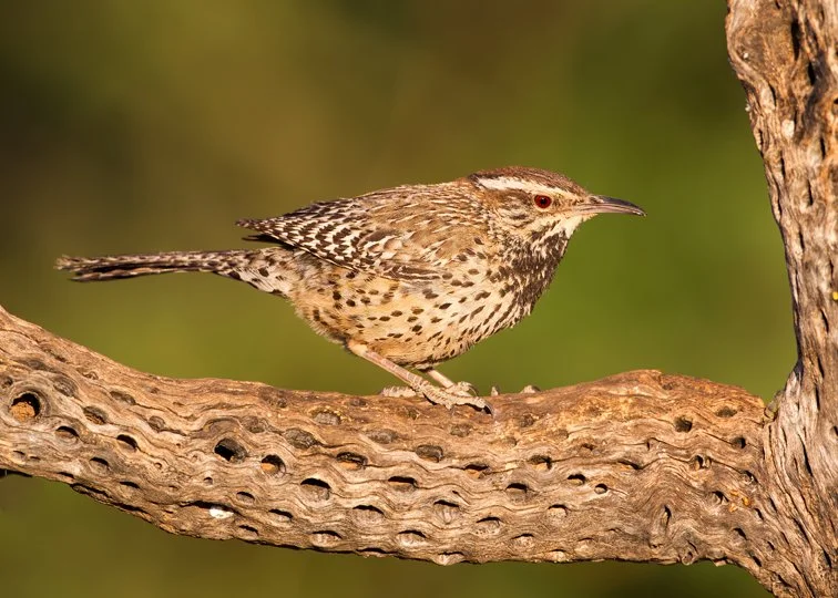 CACTUS WREN