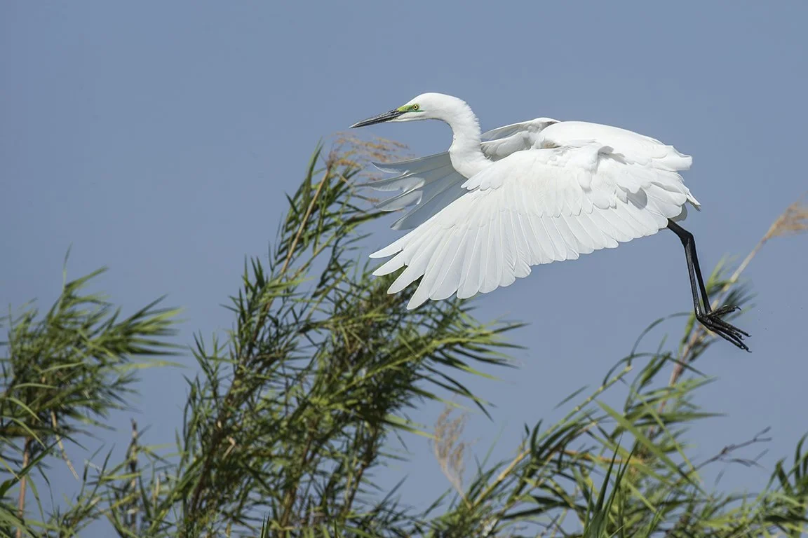 GREAT_WHITE_EGRET_05.jpg
