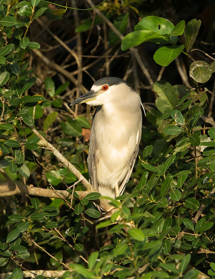 BLACK_CROWNED_NIGHT_HERON_05.jpg