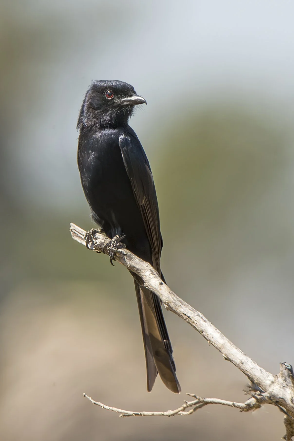 FORK_TAILED_DRONGO_01.jpg