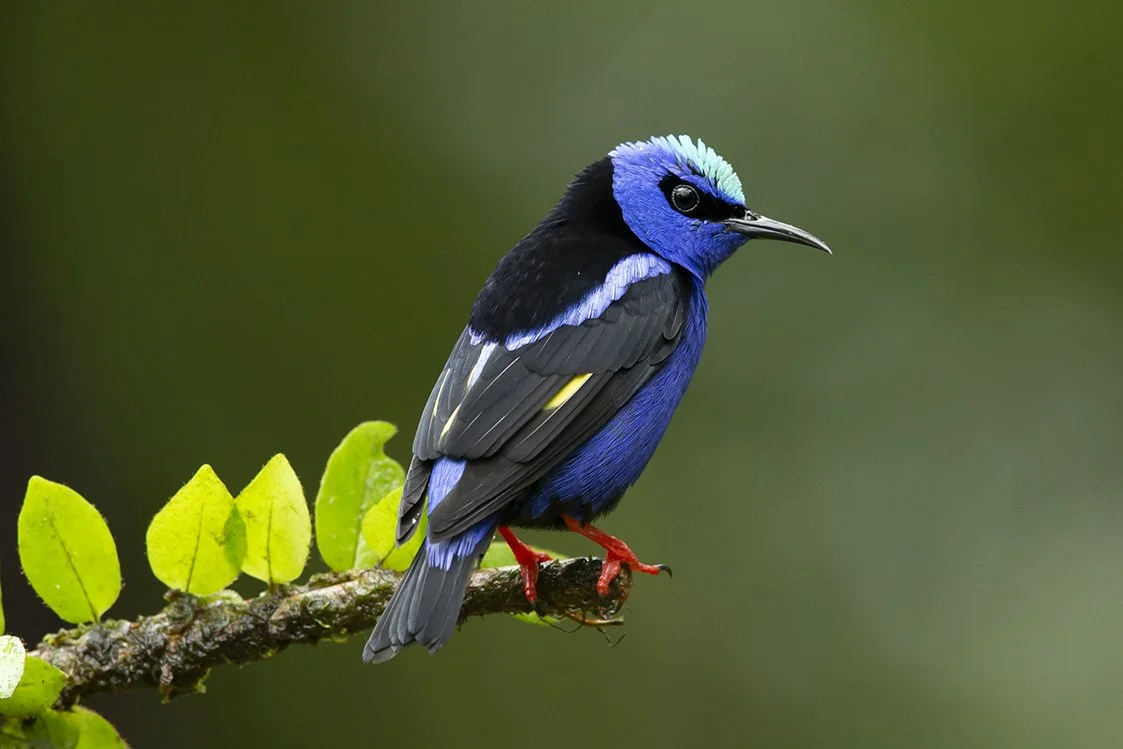 RED_LEGGED_HONEYCREEPER_04.jpg