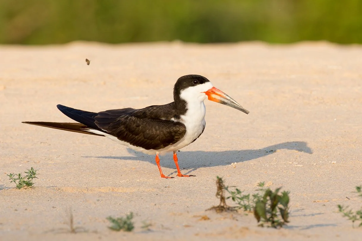 BLACK_SKIMMER_11.jpg