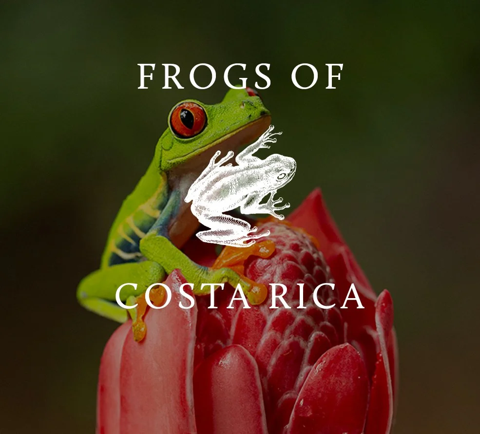 CR_FROGS.jpg