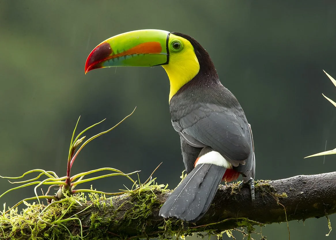 KEEL_BILLED _TOUCAN_06.jpg