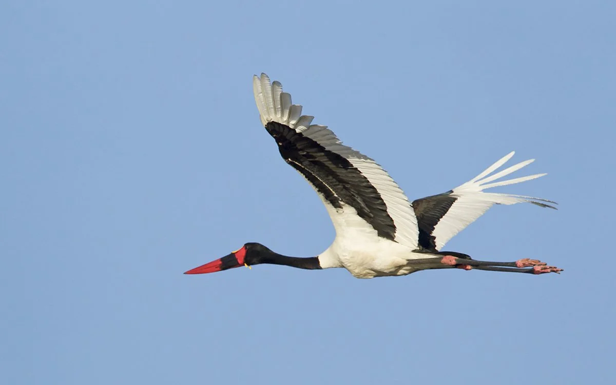 SADDLE_BILLED_STORK_24.jpg