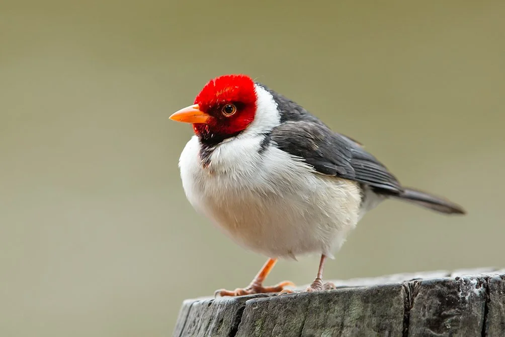 YELLOW_BILLED_CARDINAL_01.jpg