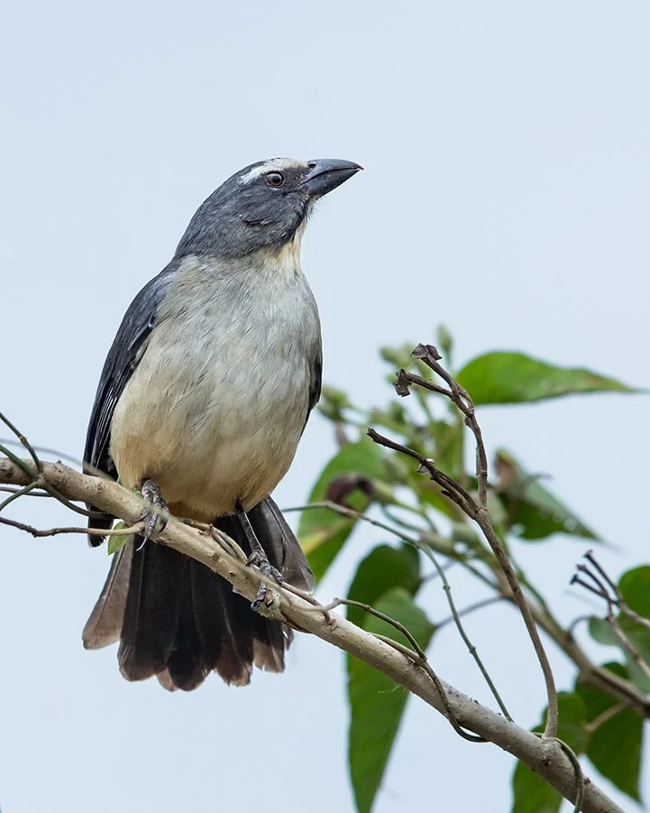 GRAYISH_SALATOR_03.jpg