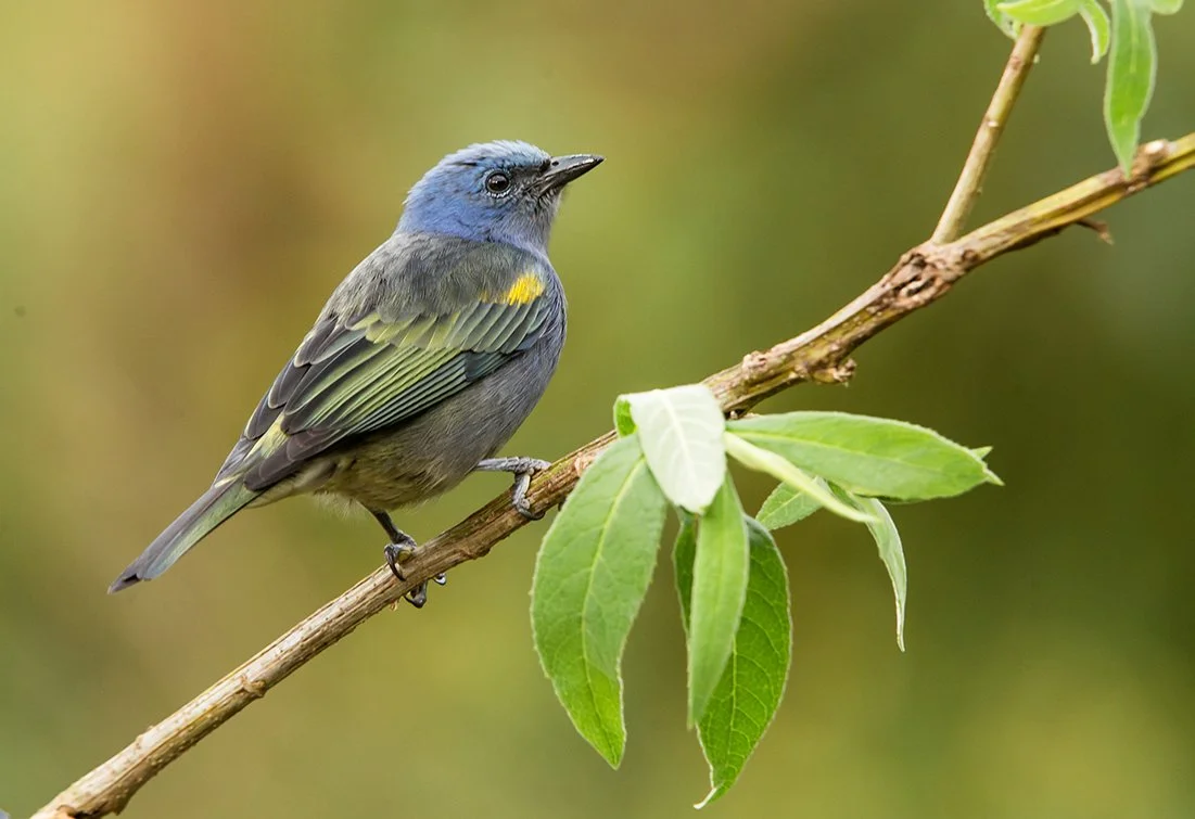 GOLDEN_CHEVRONED_TANAGER_04.jpg