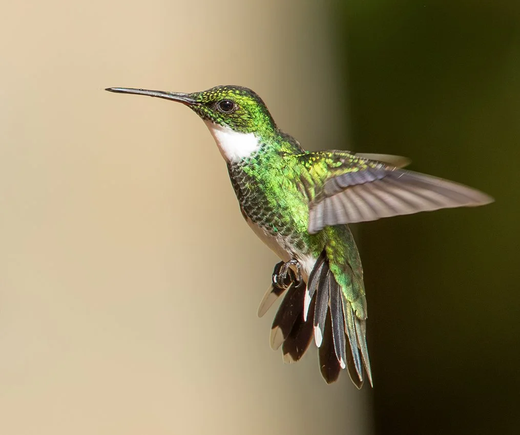 WHITE-THROATED HUMMINGBIRD_04.jpg