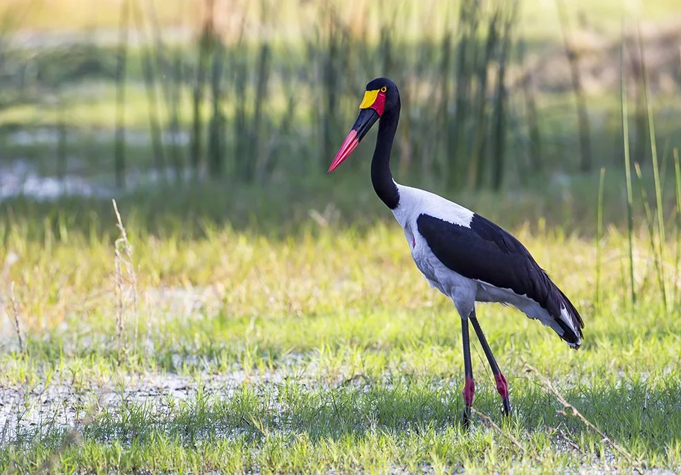SADDLE_BILLED_STORK_03.jpg