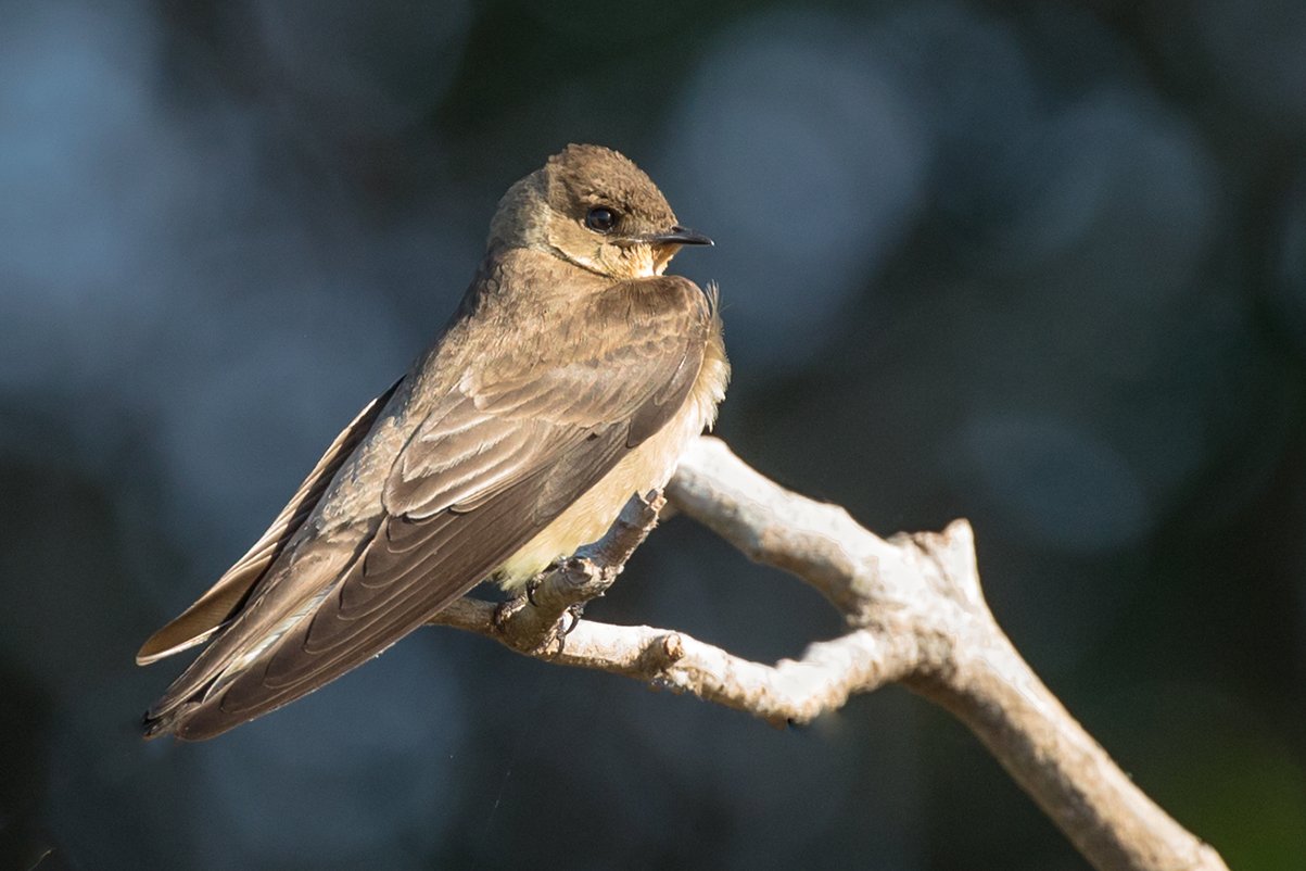 BROWN-CHESTED MARTIN