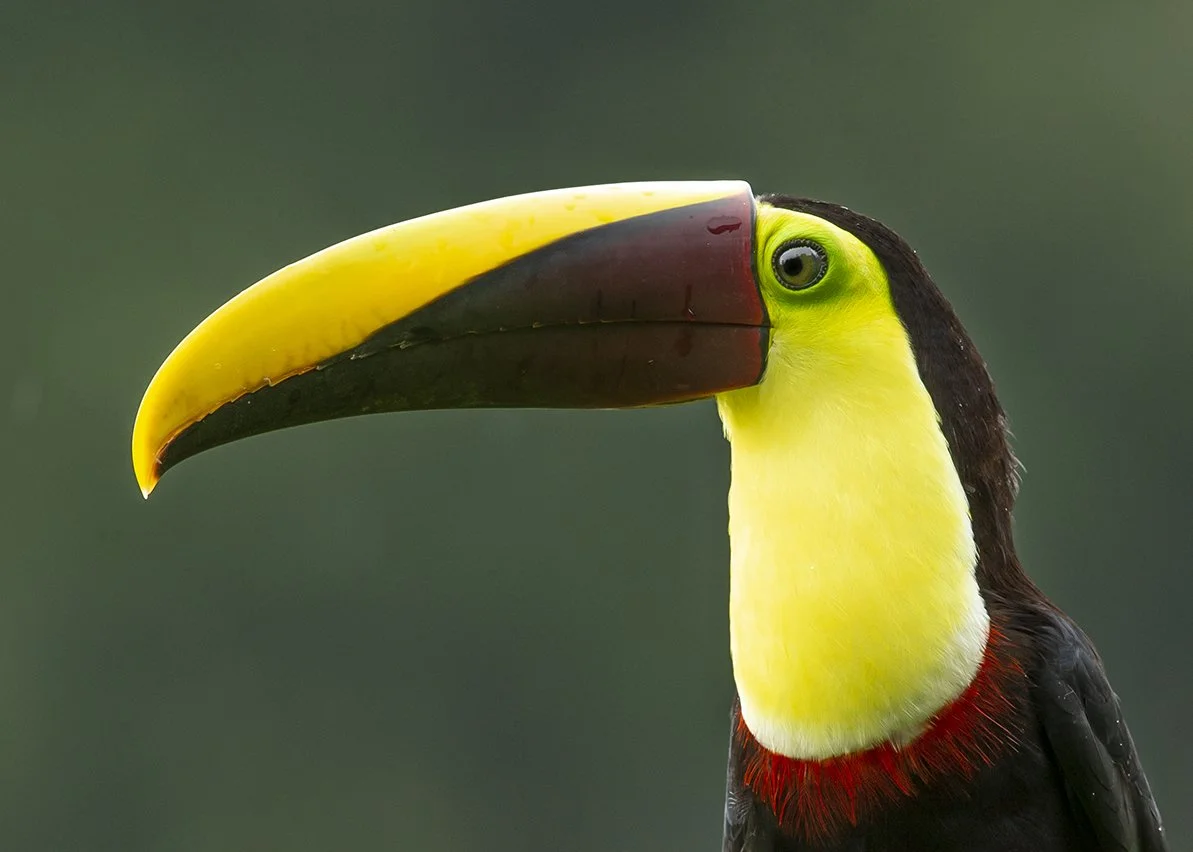 YELLOW_THROATED_TOUCAN_01.jpg