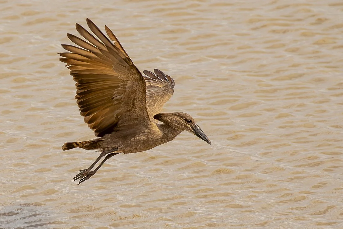 HAMERKOP_02.jpg