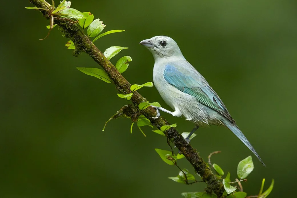BLUE-GRAY TANAGER