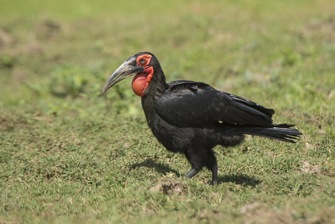 SOUTHERN_GROUND_HORNBILL_03.jpg