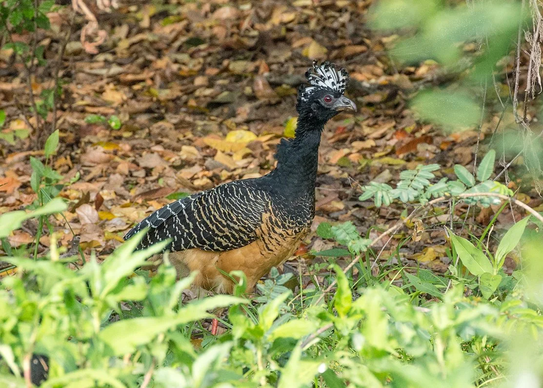 BARE-FACED CURASSOW