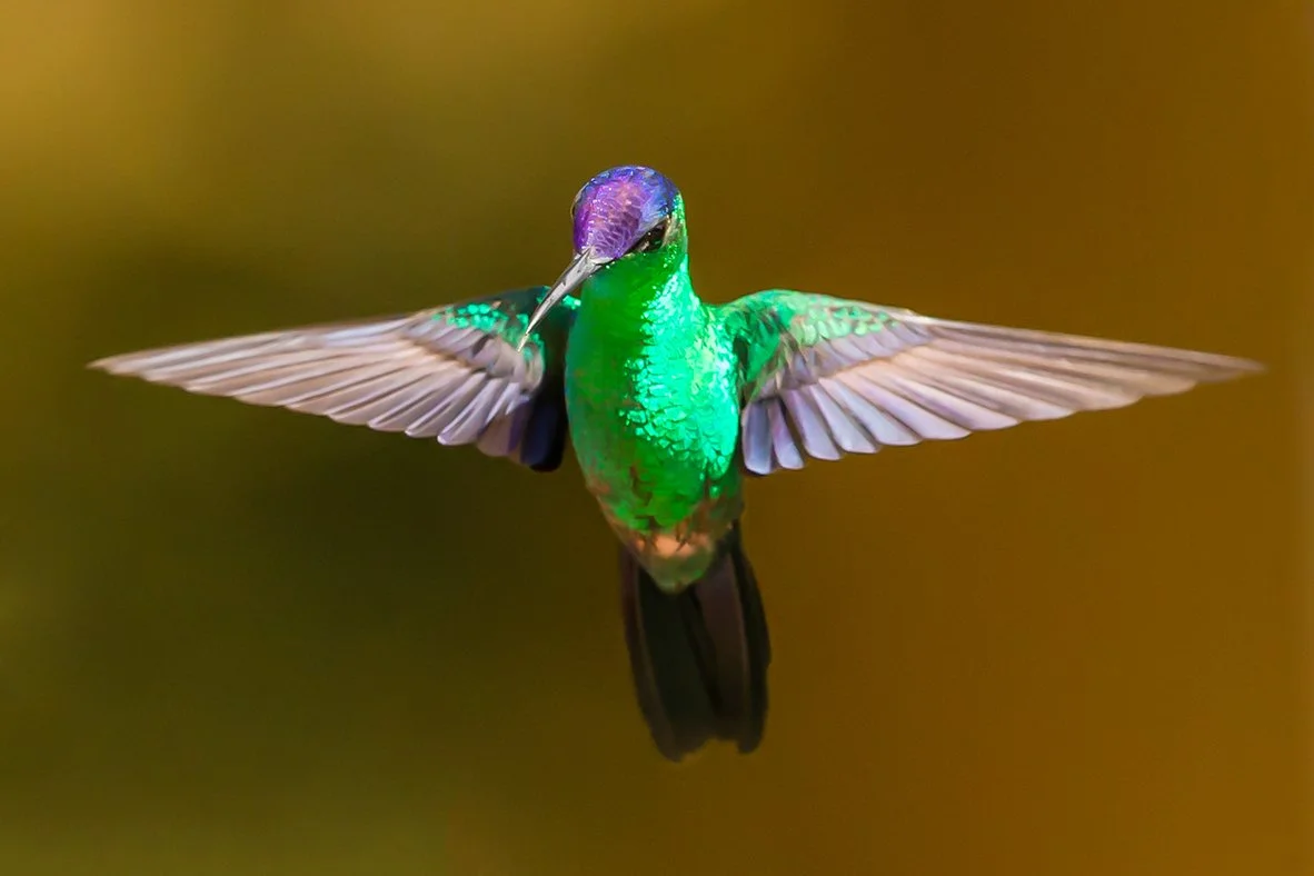 VIOLET_CAPPED_WOODNYMPH_06.jpg
