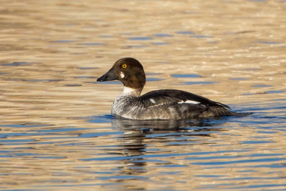 COMMON GOLDENEYE