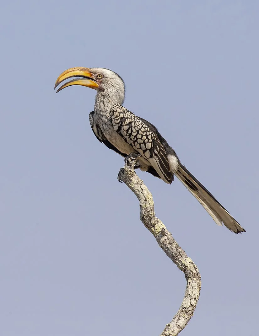 SOUTHERN_YELLOW_BILLED_HORNBILL_01.jpg