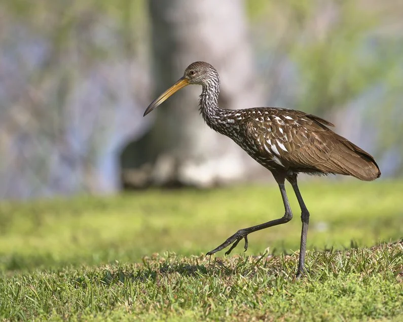 LIMPKIN