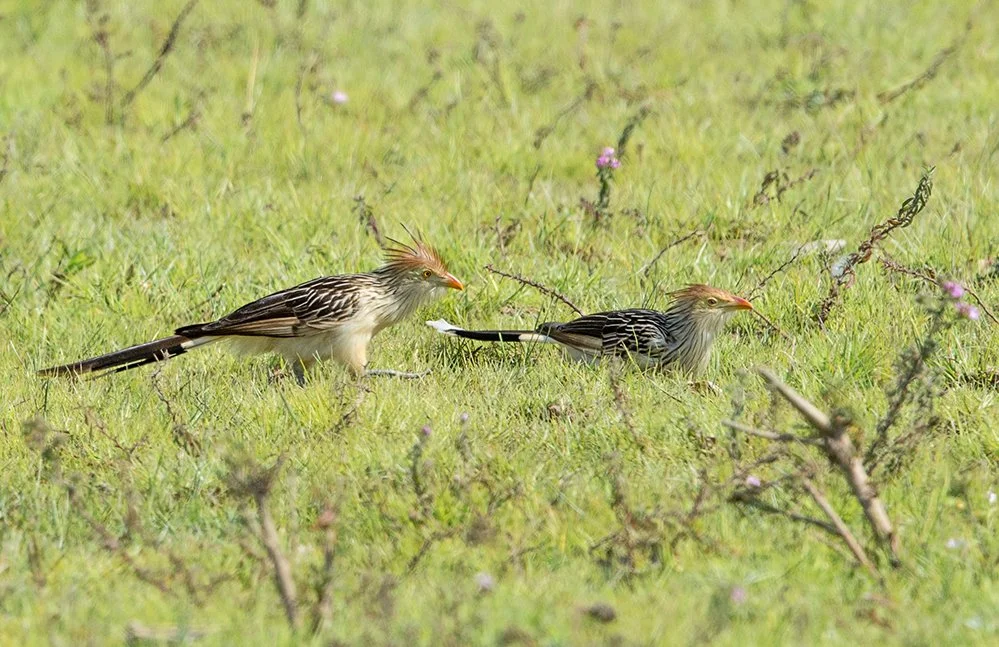 GUIRA_CUCKOO_03.jpg
