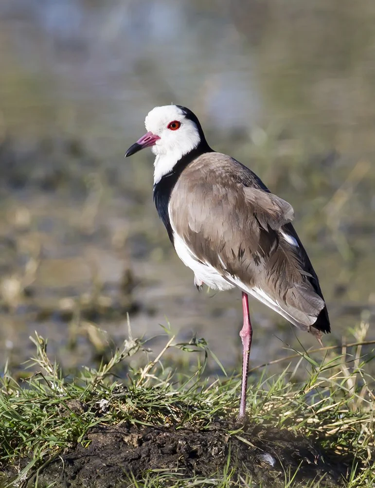 LONG-TOED LAPWING (PLOVER)