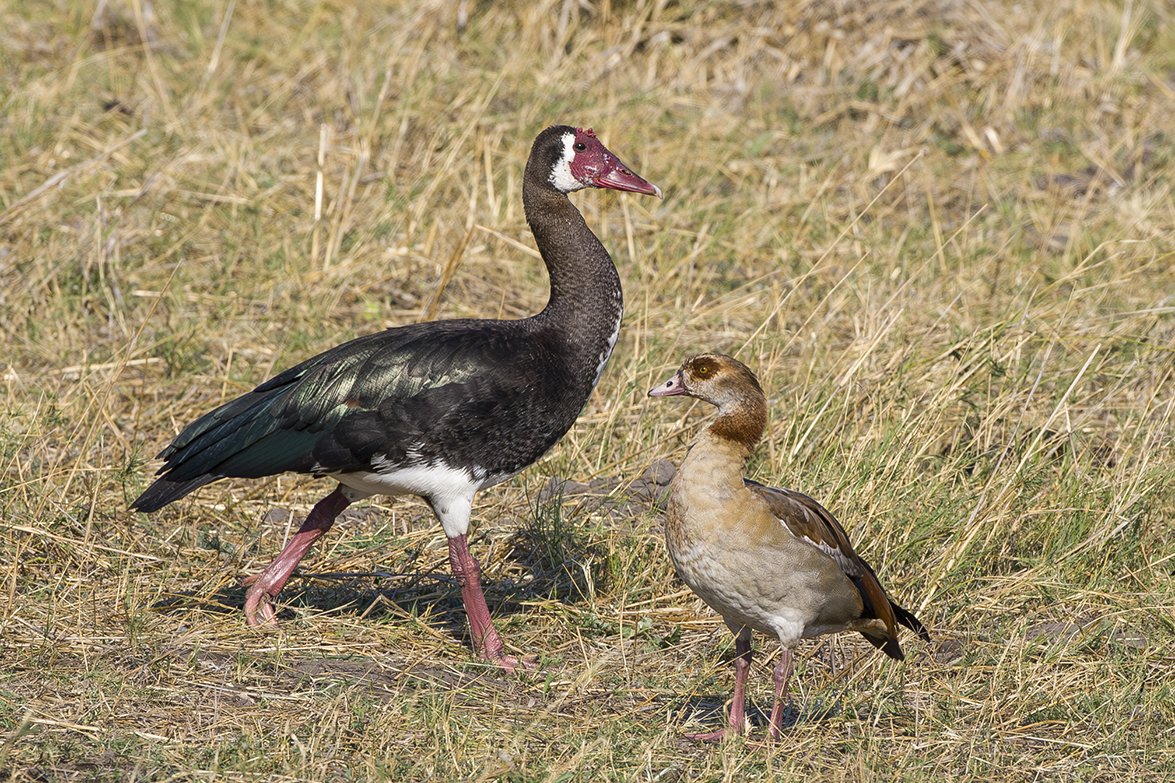 SPUR_WINGED_GOOSE_05.jpg