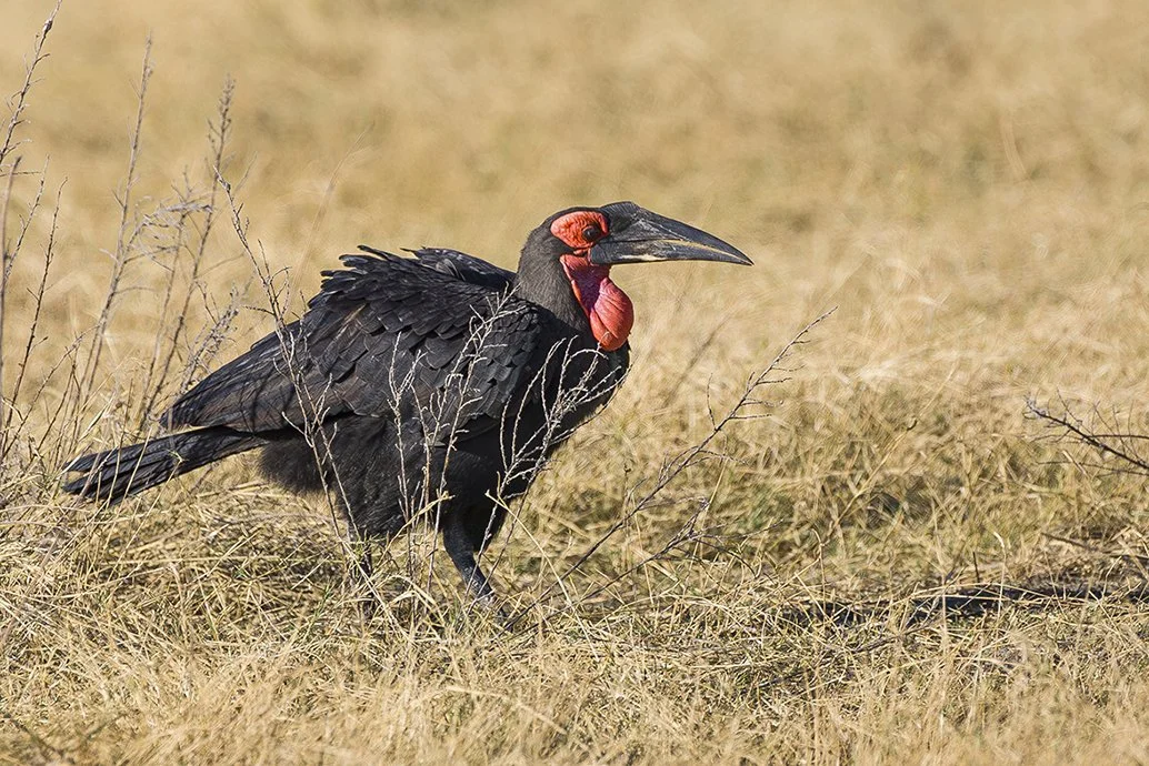 SOUTHERN_GROUND_HORNBILL_04.jpg