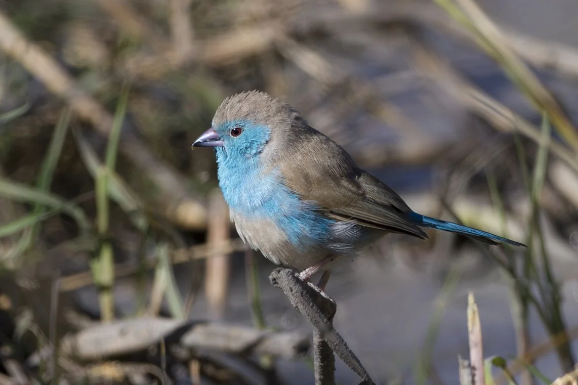 BLUE_WAXBILL_02.jpg