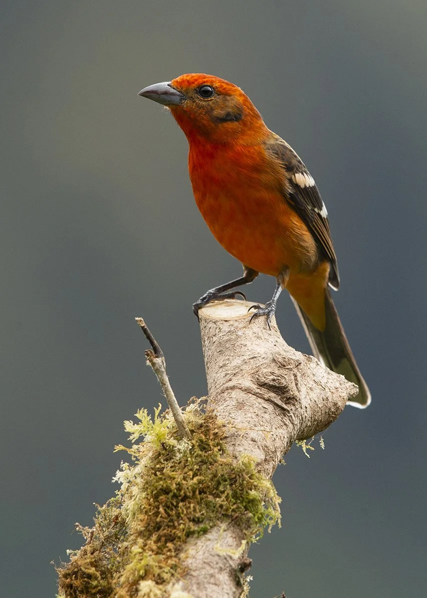 FLAME-COLORED TANAGER