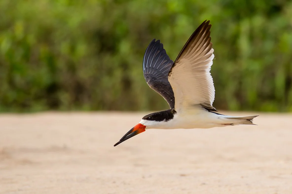 BLACK_SKIMMER_03.jpg