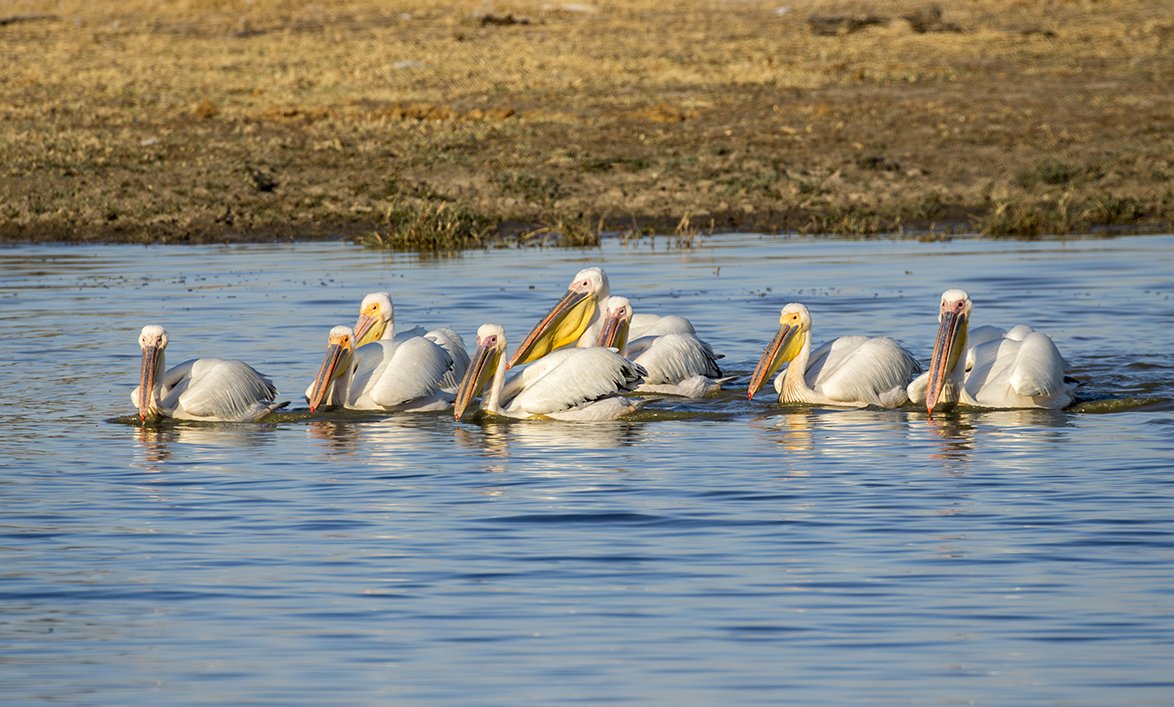 GREAT_WHITE_PELICAN_09.jpg