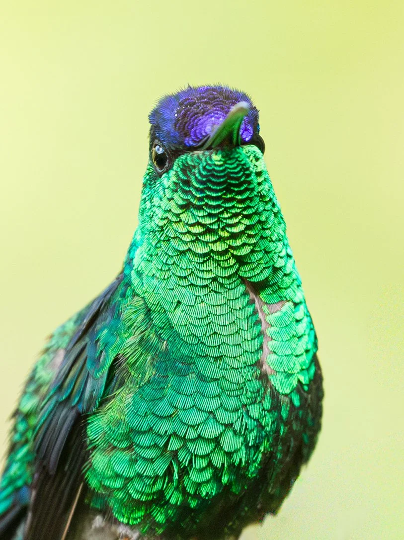 VIOLET_CAPPED_WOODNYMPH_02.jpg