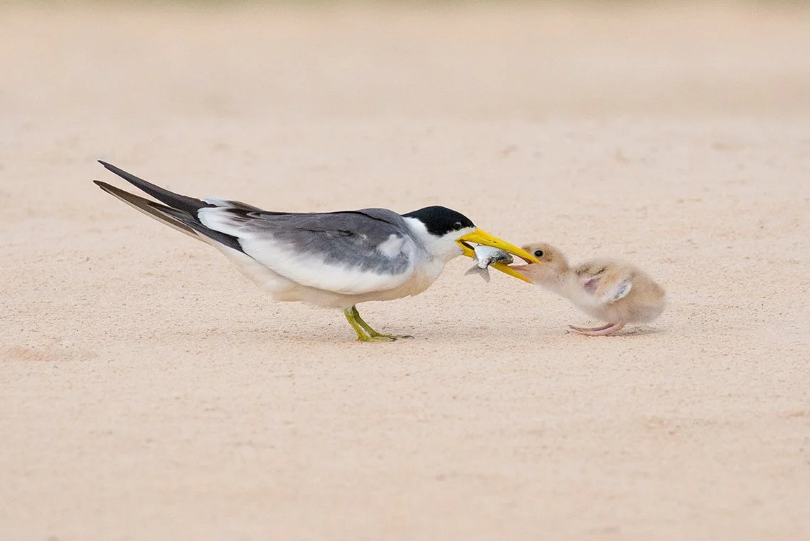 LARGE_BILLED_TERN_05.jpg