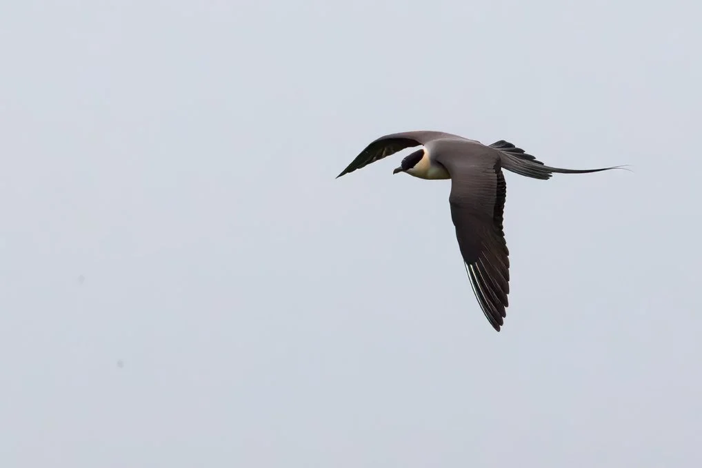 LONG-TAILED JAEGER