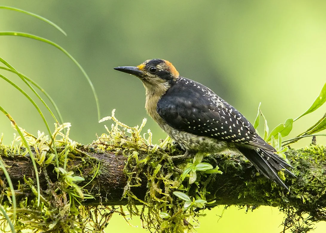 BLACK_CHEEKED_WOODPECKER_03.jpg
