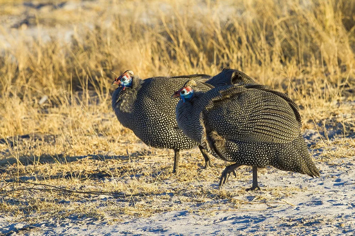 HELMETED_GUINEAFOWL_07.jpg