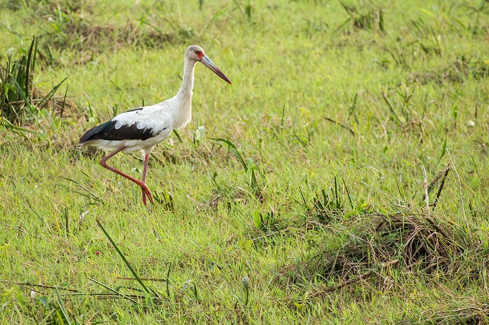 MAGUARI STORK_04.jpg