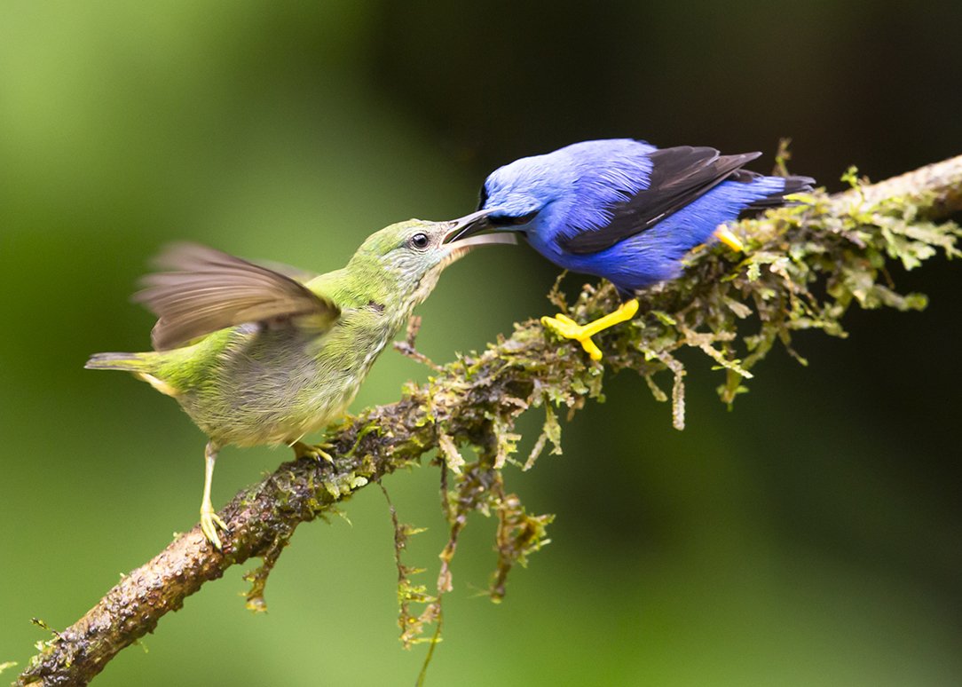 SHINING_HONEYCREEPER_02.jpg