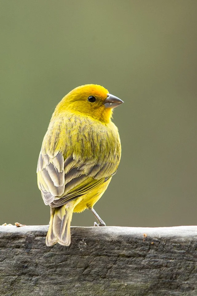 SAFFRON_FINCH_03.jpg