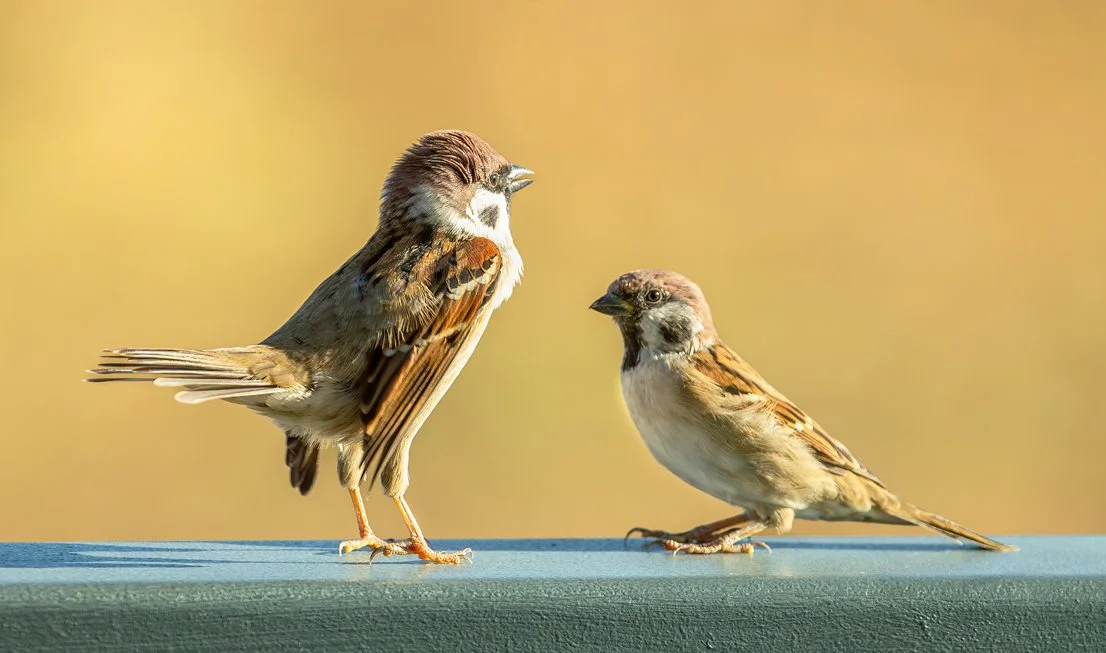 EURASIAN TREE-SPARROW