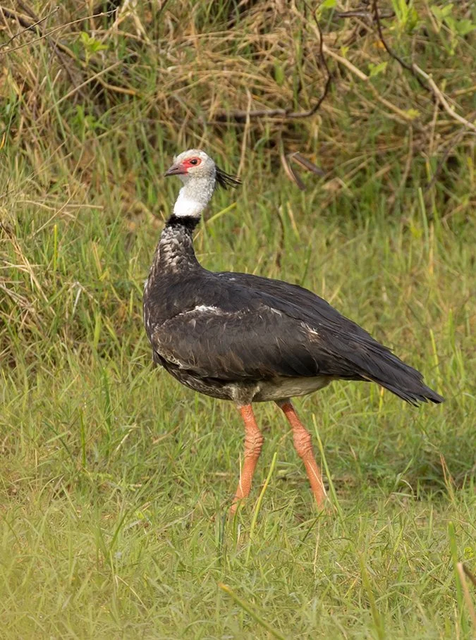 SOUTHERN_SCREAMER_04.jpg