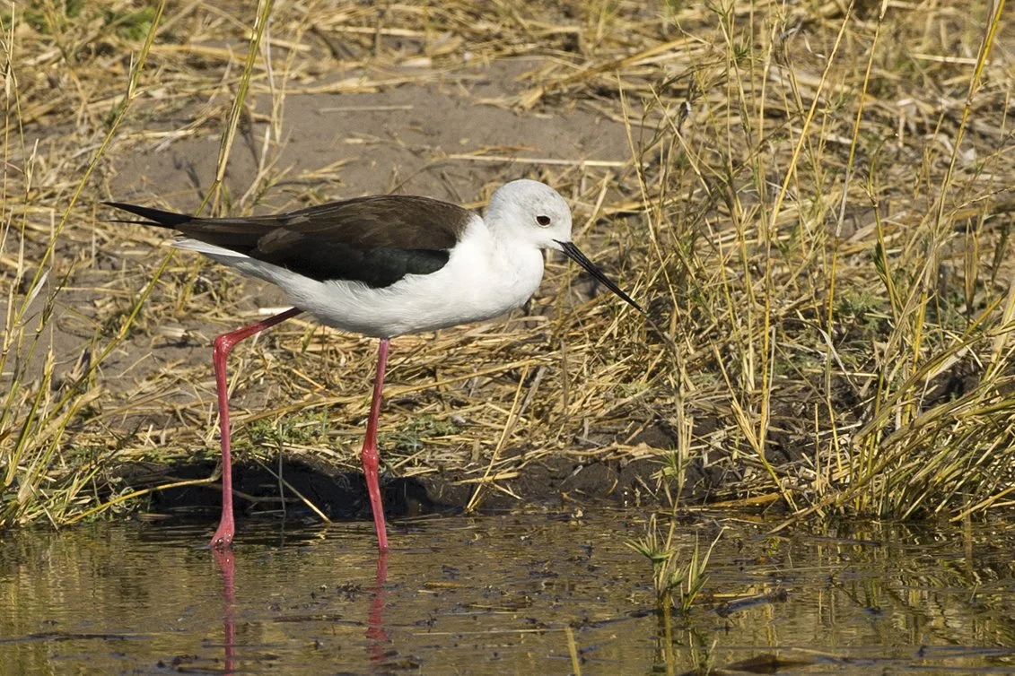 BLACK_WINGED_STILT_02.jpg