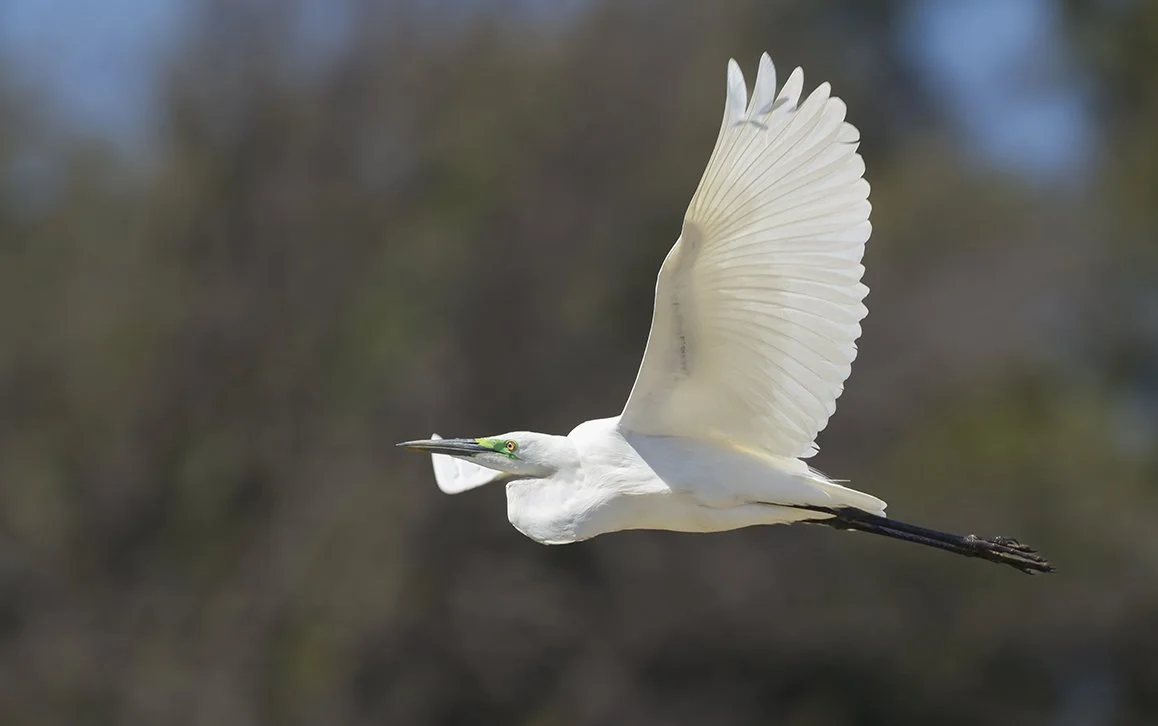 GREAT_WHITE_EGRET_01.jpg