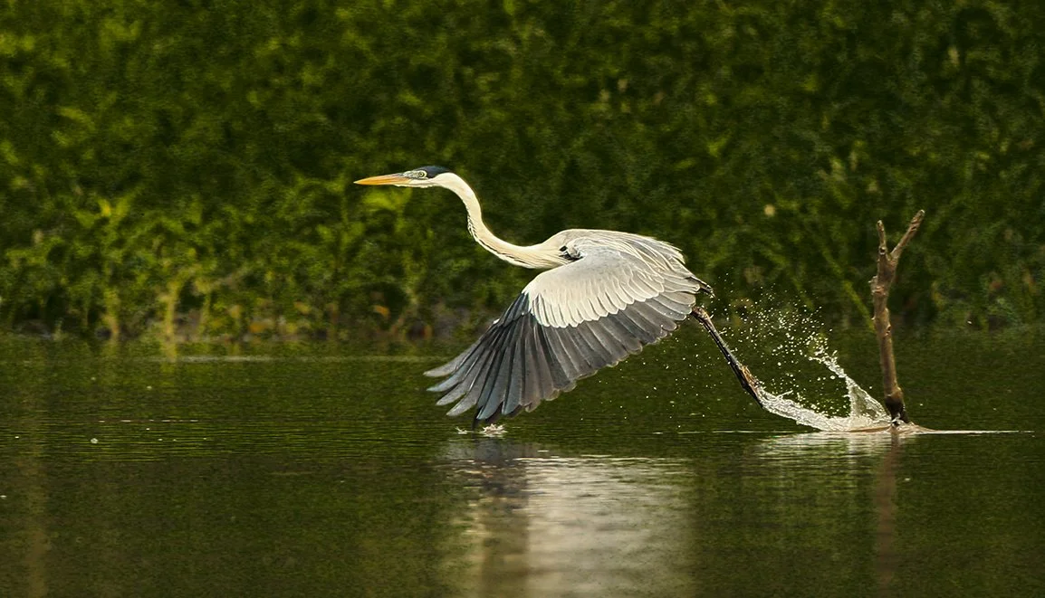 COCOI_HERON_02.jpg
