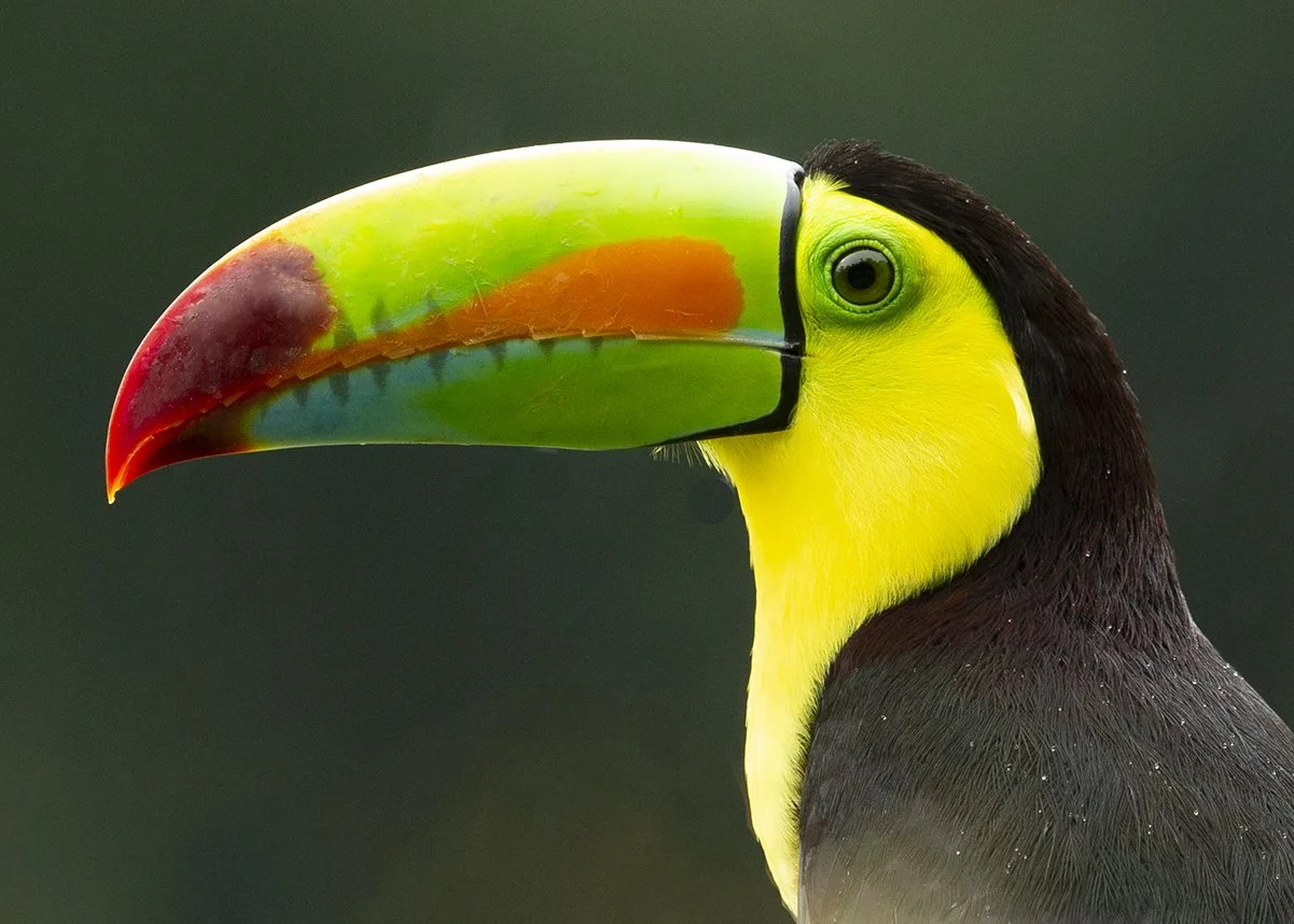KEEL_BILLED _TOUCAN_01.jpg