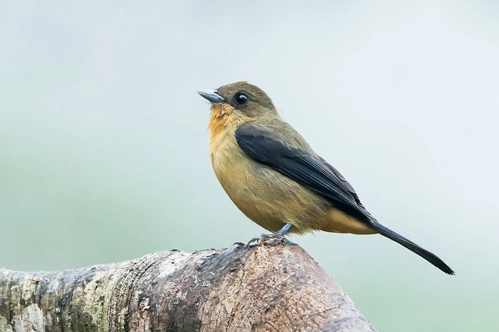 BLACK_GOGGLED_TANAGER_07.jpg