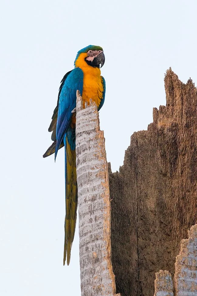 BLUE_AND_YELLOW_MACAW_06.jpg